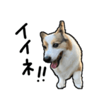 コーギー犬の来夢（ライム）2（個別スタンプ：21）
