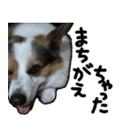 コーギー犬の来夢（ライム）2（個別スタンプ：22）