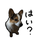 コーギー犬の来夢（ライム）2（個別スタンプ：23）