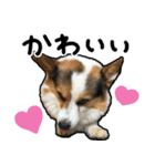 コーギー犬の来夢（ライム）2（個別スタンプ：24）