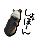 コーギー犬の来夢（ライム）2（個別スタンプ：25）