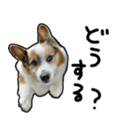 コーギー犬の来夢（ライム）2（個別スタンプ：26）