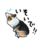 コーギー犬の来夢（ライム）2（個別スタンプ：27）