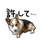 コーギー犬の来夢（ライム）2（個別スタンプ：28）