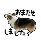 コーギー犬の来夢（ライム）2（個別スタンプ：29）