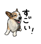 コーギー犬の来夢（ライム）2（個別スタンプ：30）