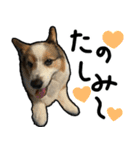 コーギー犬の来夢（ライム）2（個別スタンプ：31）