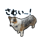 コーギー犬の来夢（ライム）2（個別スタンプ：32）