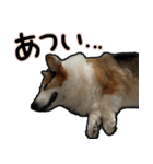 コーギー犬の来夢（ライム）2（個別スタンプ：33）