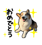 コーギー犬の来夢（ライム）2（個別スタンプ：34）