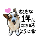 コーギー犬の来夢（ライム）2（個別スタンプ：35）