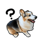 コーギー犬の来夢（ライム）2（個別スタンプ：36）