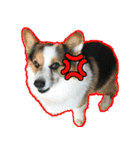 コーギー犬の来夢（ライム）2（個別スタンプ：37）