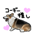 コーギー犬の来夢（ライム）2（個別スタンプ：38）