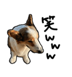 コーギー犬の来夢（ライム）2（個別スタンプ：39）