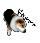 コーギー犬の来夢（ライム）2（個別スタンプ：40）