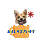 コーギー×チワワのかぼすくん(日常1)（個別スタンプ：2）