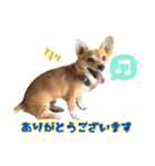 コーギー×チワワのかぼすくん(日常1)（個別スタンプ：4）