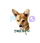 コーギー×チワワのかぼすくん(日常1)（個別スタンプ：5）