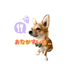 コーギー×チワワのかぼすくん(日常1)（個別スタンプ：8）