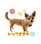 コーギー×チワワのかぼすくん(日常1)（個別スタンプ：9）