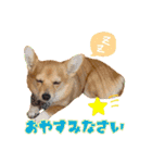 コーギー×チワワのかぼすくん(日常1)（個別スタンプ：10）