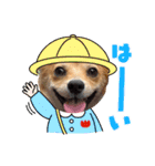 コーギー×チワワのかぼすくん(日常1)（個別スタンプ：11）