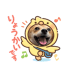 コーギー×チワワのかぼすくん(日常1)（個別スタンプ：13）