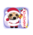 コーギー×チワワのかぼすくん(日常1)（個別スタンプ：21）