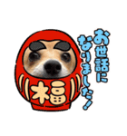 コーギー×チワワのかぼすくん(日常1)（個別スタンプ：22）