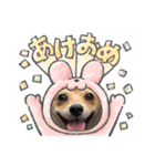 コーギー×チワワのかぼすくん(日常1)（個別スタンプ：23）