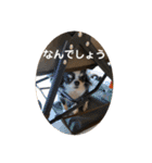 紋二郎と二葉 4（個別スタンプ：4）