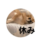 紋二郎と二葉 4（個別スタンプ：6）