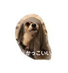 紋二郎と二葉 4（個別スタンプ：11）