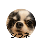 紋二郎と二葉 4（個別スタンプ：17）