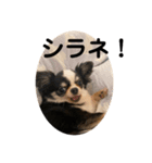 紋二郎と二葉 4（個別スタンプ：18）