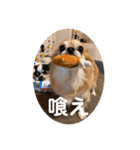 紋二郎と二葉 4（個別スタンプ：23）
