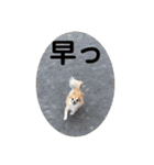 紋二郎と二葉 4（個別スタンプ：24）