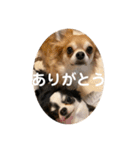 紋二郎と二葉 4（個別スタンプ：35）
