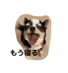 紋二郎と二葉 4（個別スタンプ：37）