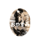 紋二郎と二葉 4（個別スタンプ：38）