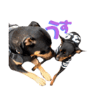 名犬サクちゃん9（個別スタンプ：1）