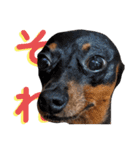 名犬サクちゃん9（個別スタンプ：4）