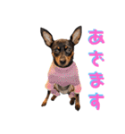 名犬サクちゃん9（個別スタンプ：5）
