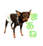 名犬サクちゃん9（個別スタンプ：9）