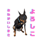 名犬サクちゃん9（個別スタンプ：11）