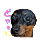 名犬サクちゃん9（個別スタンプ：12）