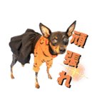 名犬サクちゃん9（個別スタンプ：14）