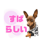 名犬サクちゃん9（個別スタンプ：15）