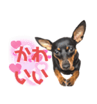 名犬サクちゃん9（個別スタンプ：16）